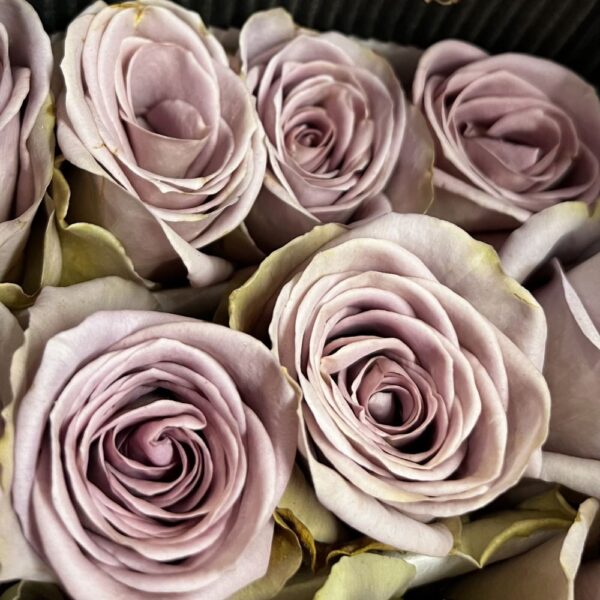 Rosa amnesia