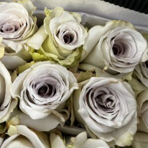 Rosa early grey