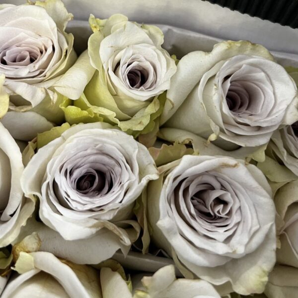 Rosa early grey