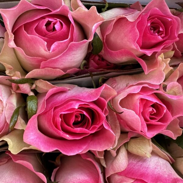 Rosa malibu - immagine 4