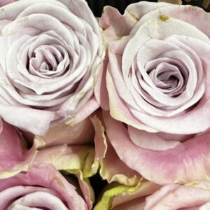 Rosa pink faith