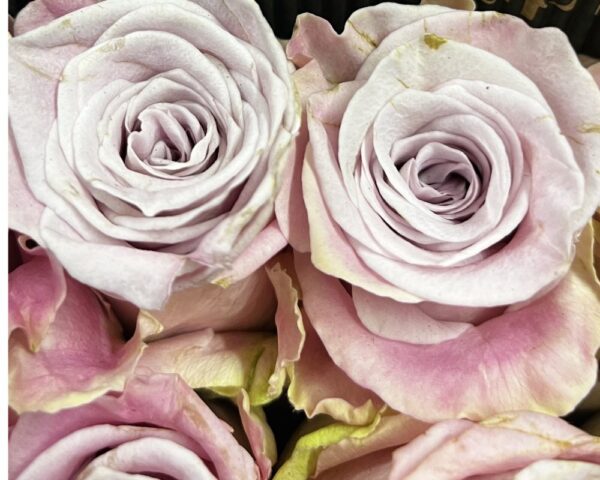 Rosa pink faith