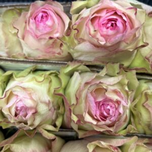 Rosa esperance