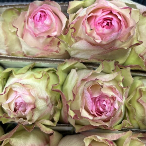 Rosa esperance