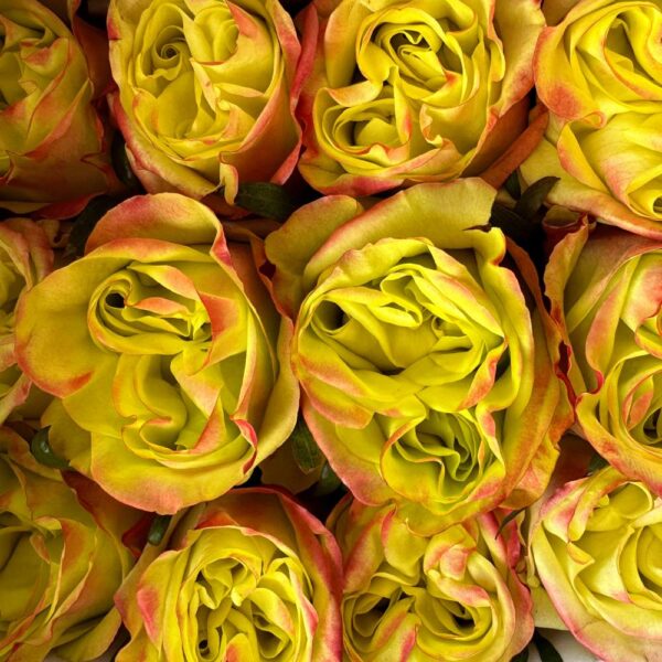 Rosa journey
