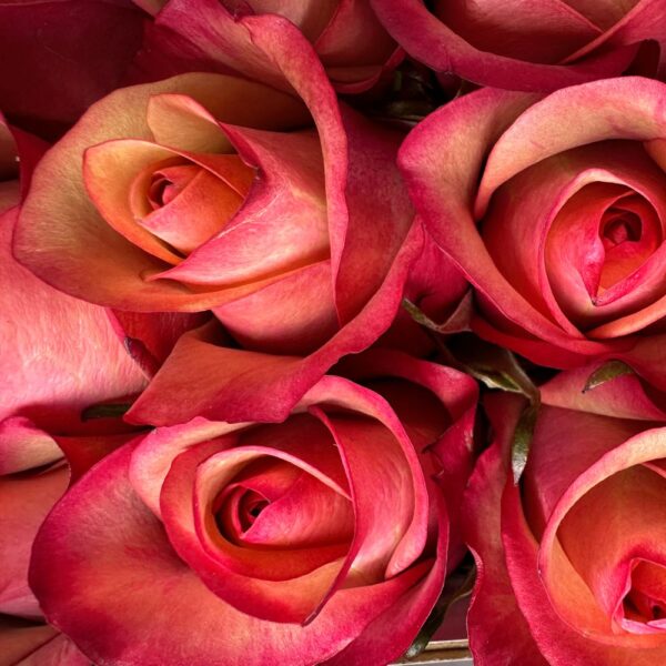 Rosa vintage