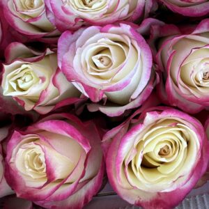 Rosa sweetness