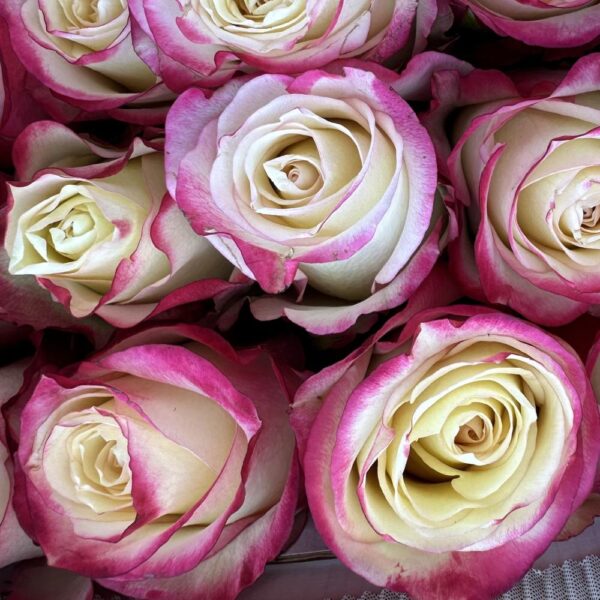 Rosa sweetness