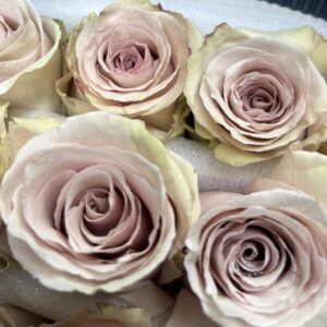 Rosa quicksand