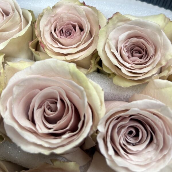Rosa quicksand