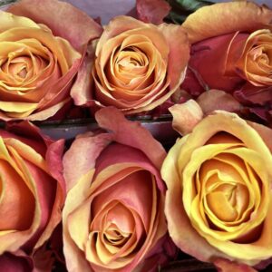 Rosa cherry brandy
