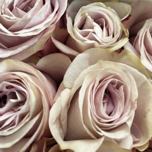 Rosa secret garden