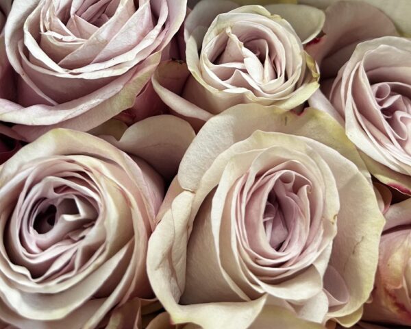 Rosa secret garden