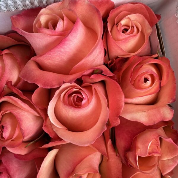 Rosa romance - immagine 3