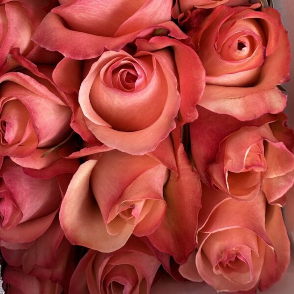 Rosa romance - immagine 2