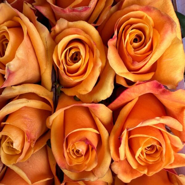 Rosa bumblebee