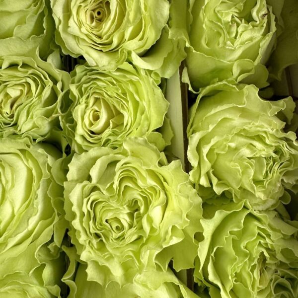 Rosa lemonade - immagine 3
