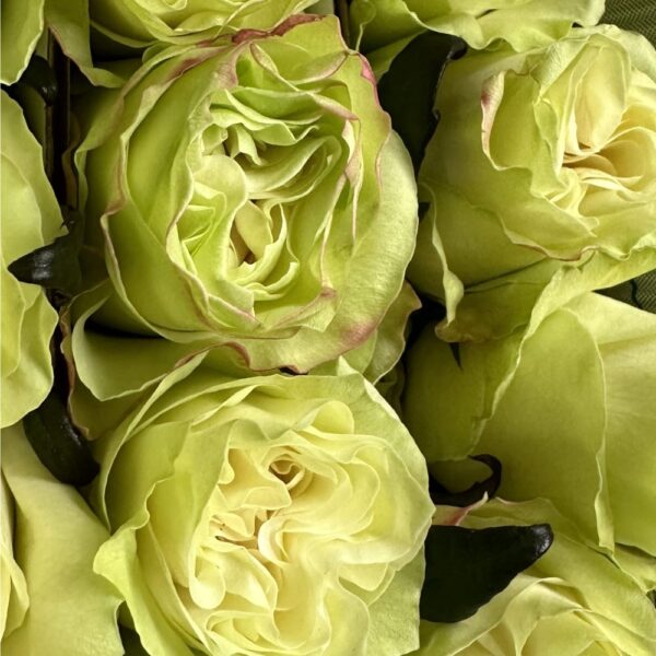 Rosa moonstone - immagine 3