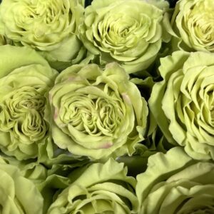 Rosa green matcha