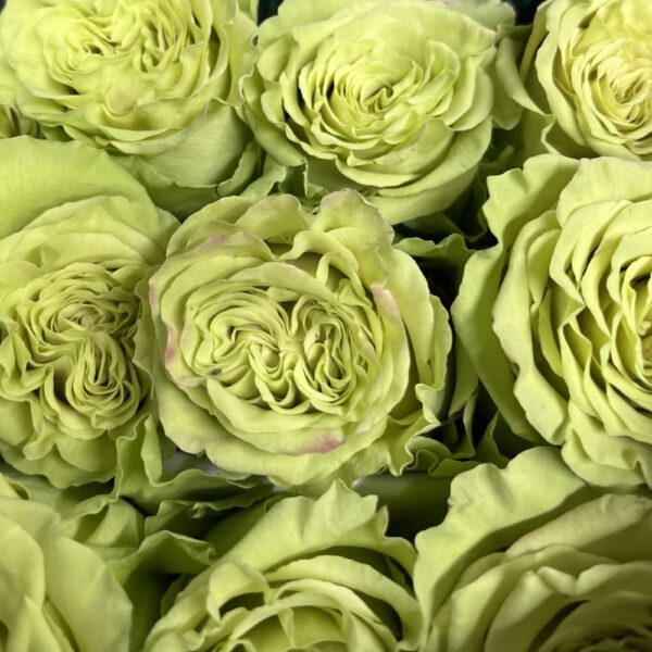 Rosa green matcha