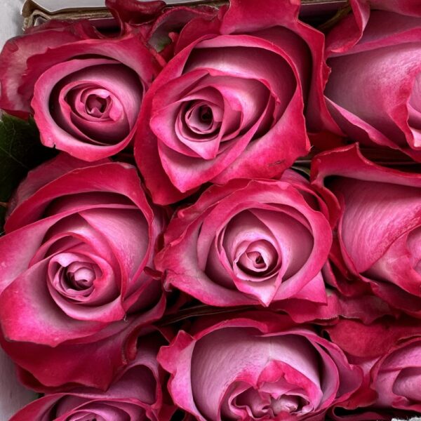 Rosa deep purple - immagine 2