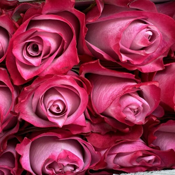 Rosa deep purple - immagine 3