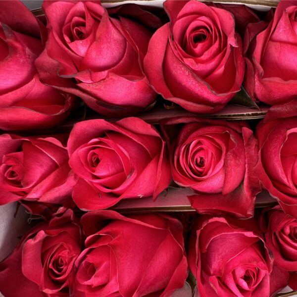 Rosa lola