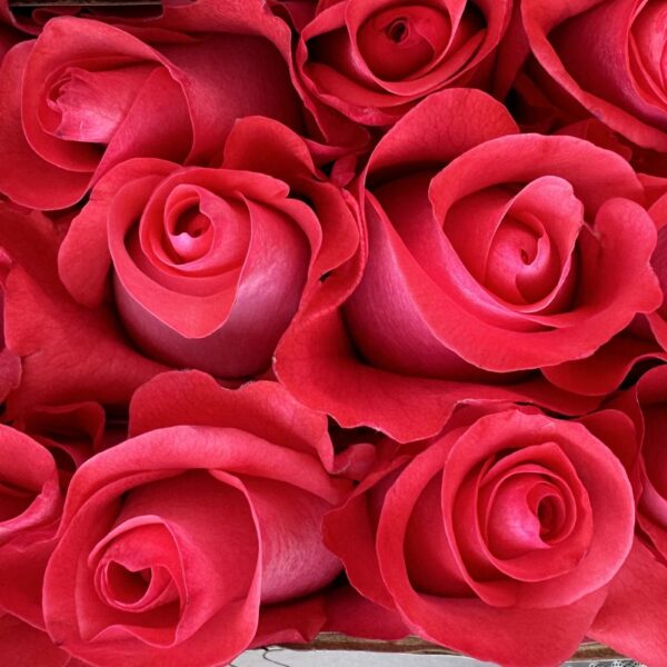 Rosa pink love - immagine 2