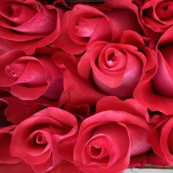 Rosa pink love