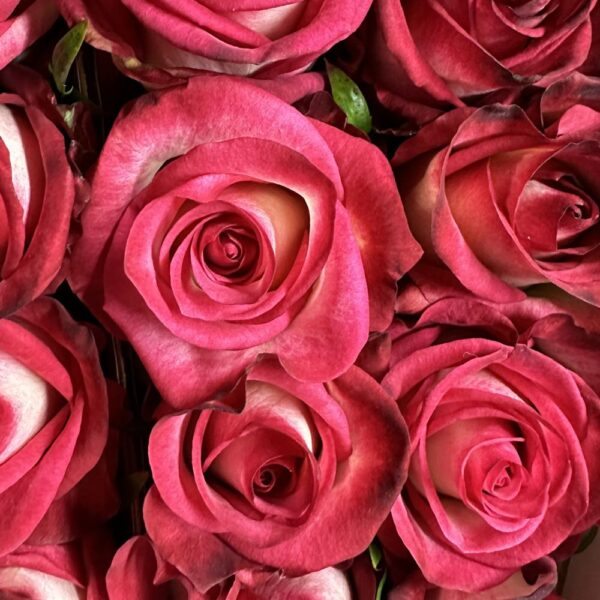 Rosa raspberry ice - immagine 3