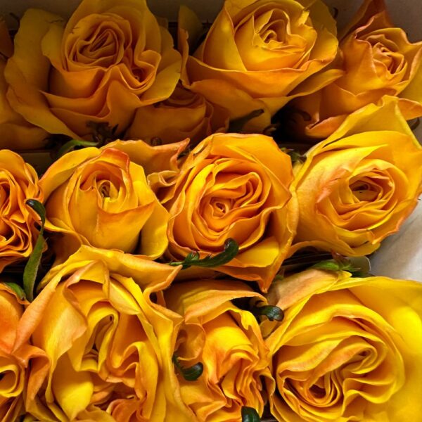 Rosa glitz