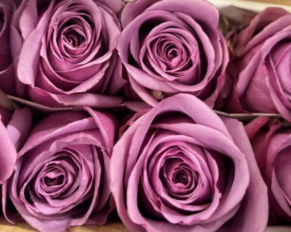 Rose cool water