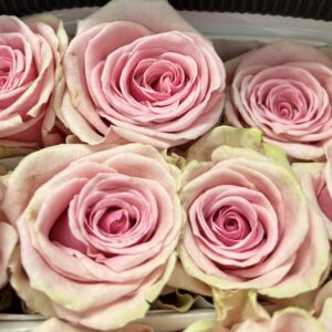 Rosa geraldine