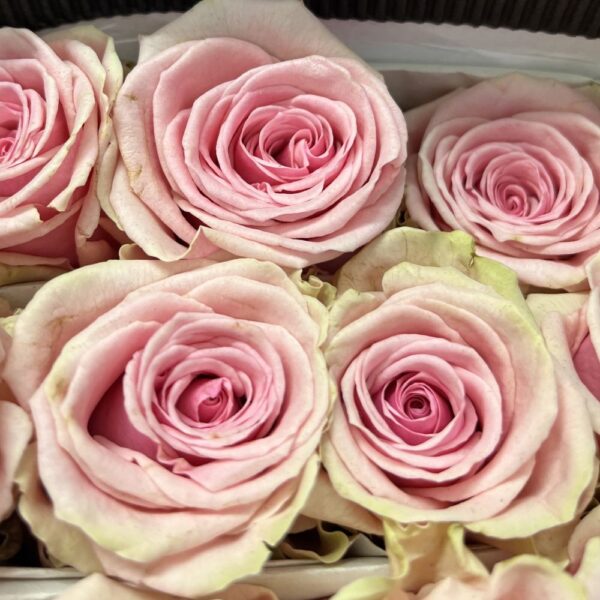 Rose geraldine