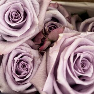 Rosa ocean song