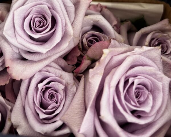 Rosa ocean song