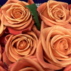 Rosa orange crush