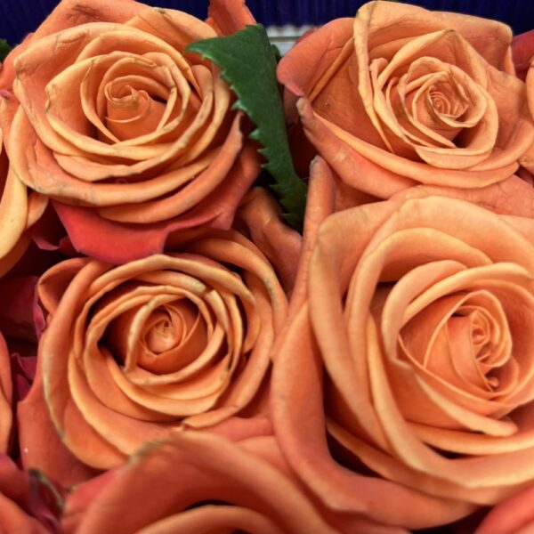 Rosa orange crush