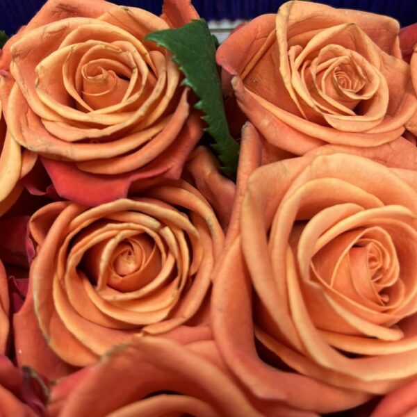 Rosa orange crush - immagine 2