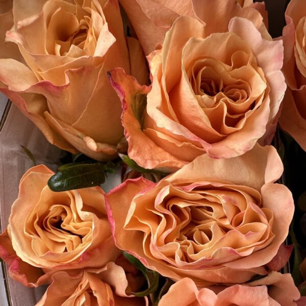 Rosa shimmer
