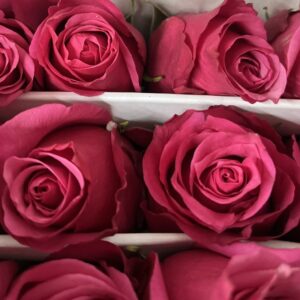 Rosa red cherry