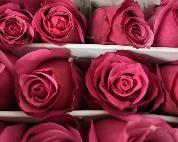 Rosa red cherry