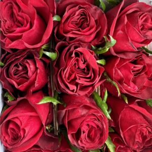 Rosa cleopatra