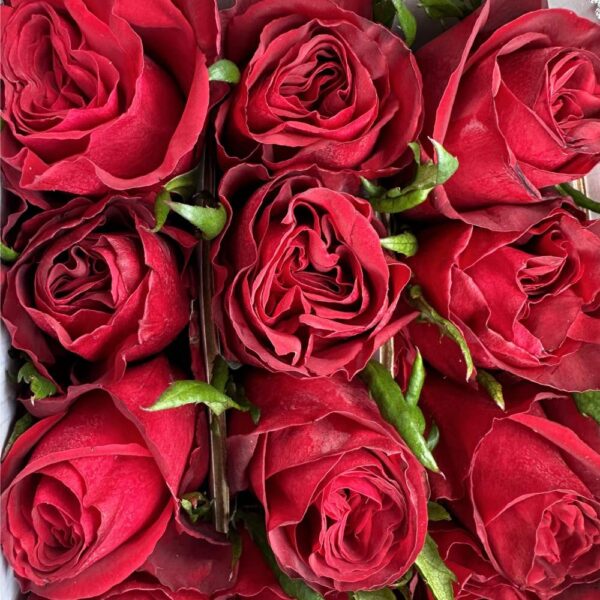 Rosa cleopatra