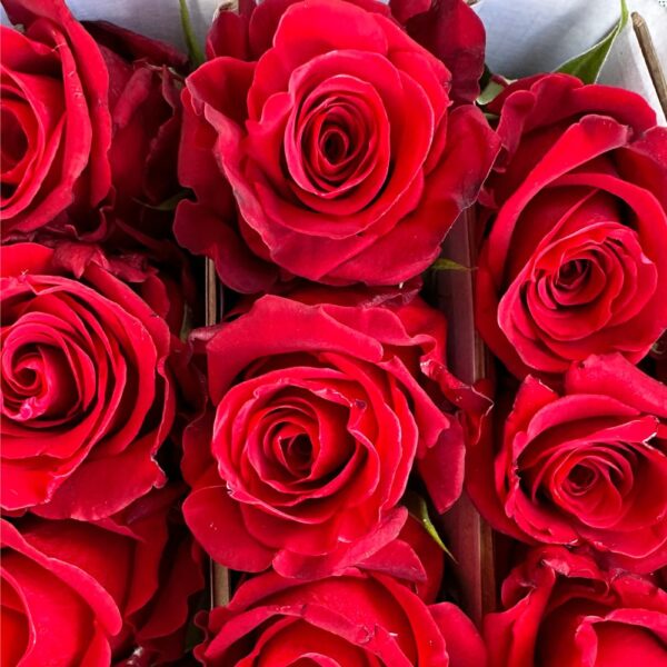 Rosa merry me