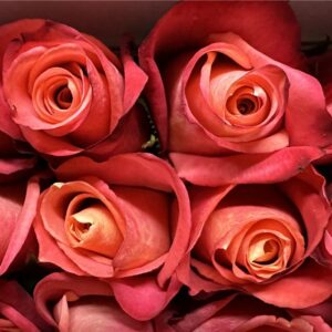 Rosa helen