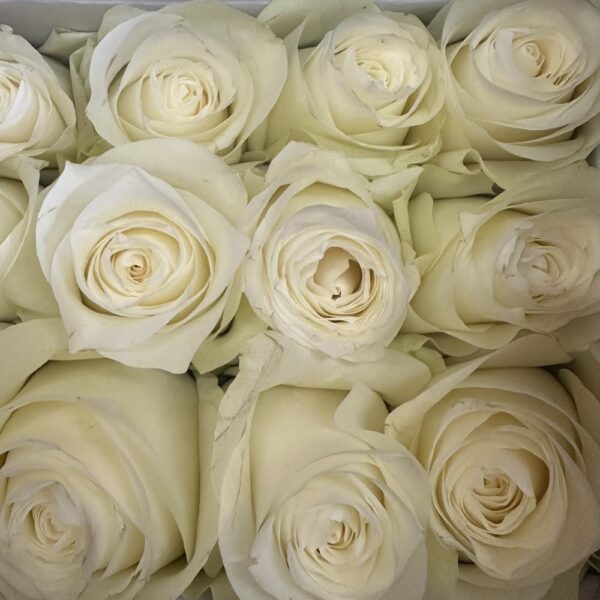 Rosa proud - immagine 2