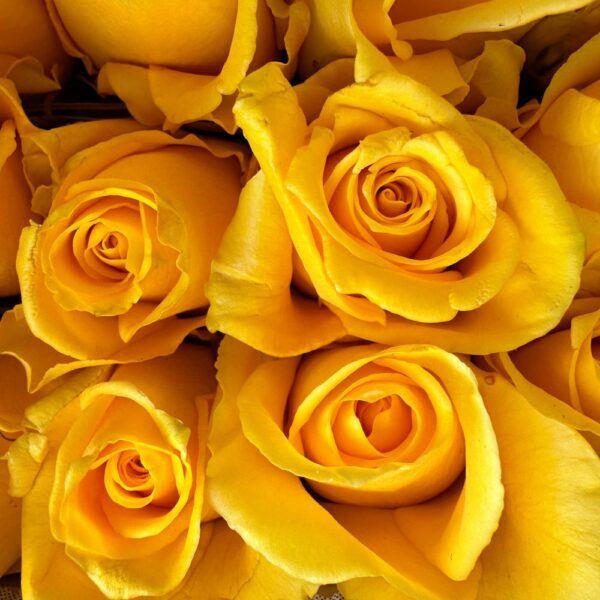Rosa texas - immagine 2