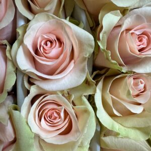Rosa salma