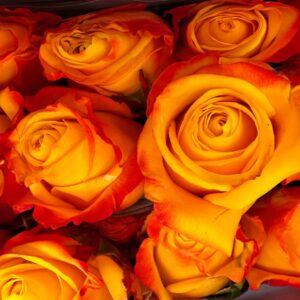 Rosa silantoi